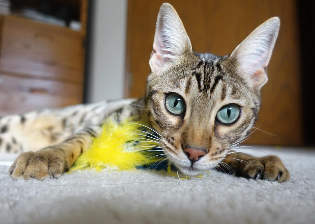 AYX GAMES-赛季“潜力股”盘点：明年可能会大放异彩的新人们，下个赛季出什么车