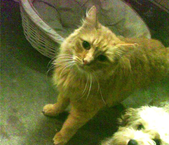 墨西哥教练：我们不是来滑雪的，是来踢球的，墨西哥教练_我们不是来滑雪的,是来踢球的