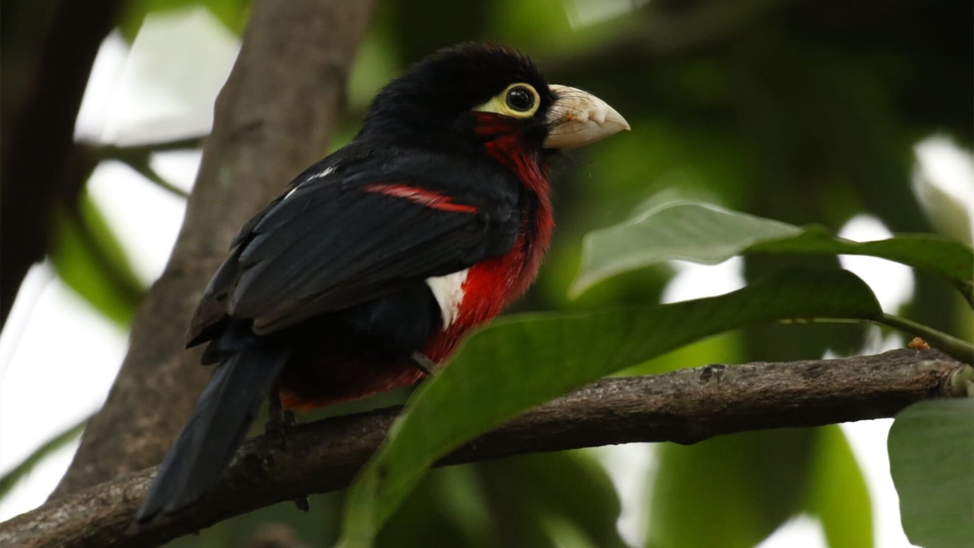 俱乐部争霸:世俱杯小组赛战火激烈展开,世俱杯参赛队伍2021