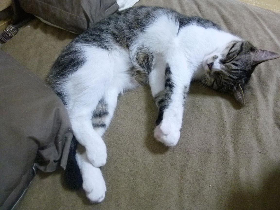 篮球专项体能训练恢复技术应用研究,篮球运动专项体能训练的研究