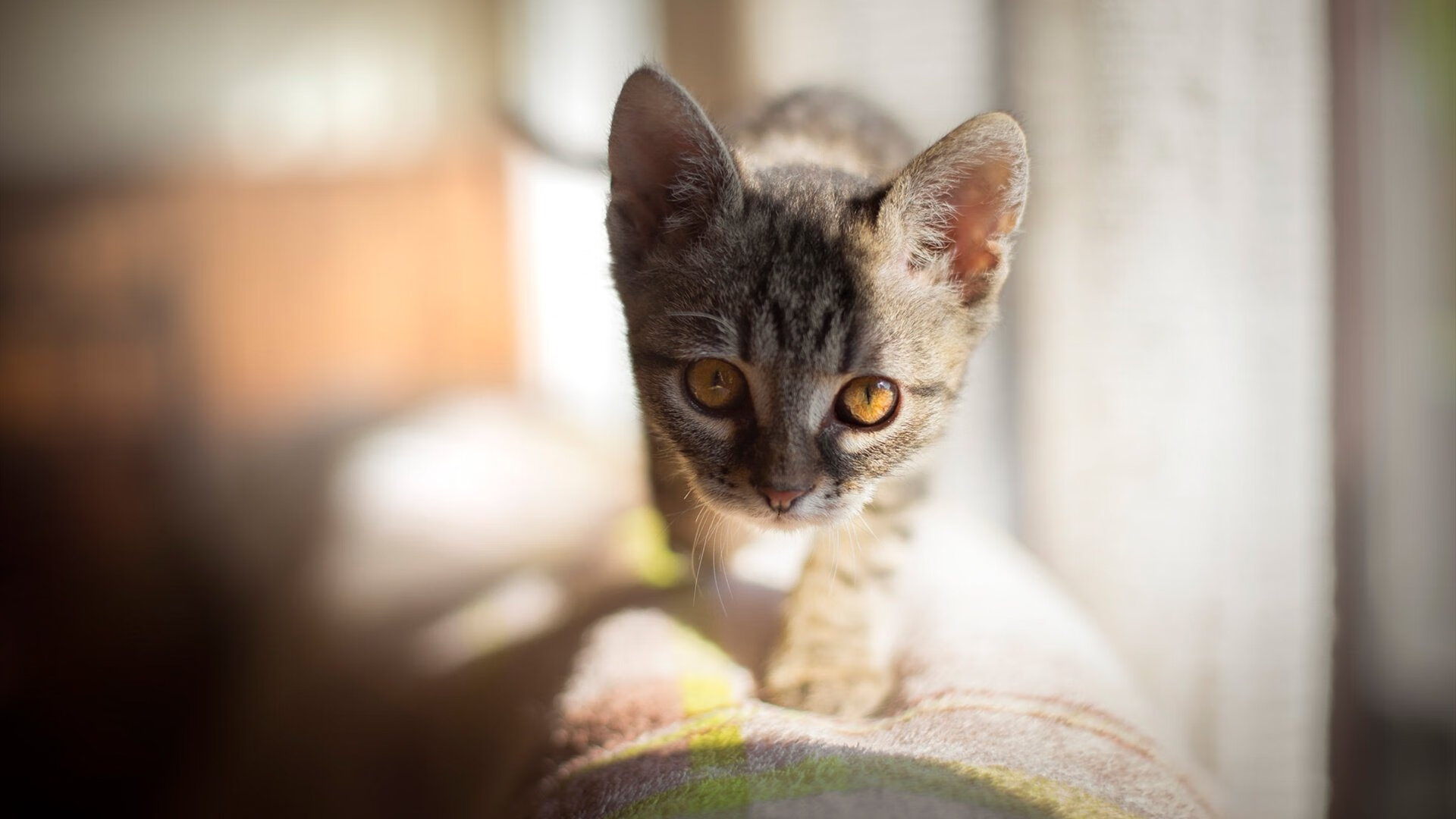 青少年运动习惯培养的家庭影响研究，青少年运动营养的重要性