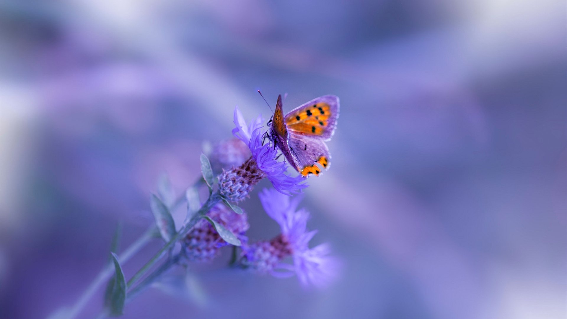 爱游戏体育-东亚杯中国青年队逆袭 球员表现亮眼，东亚杯中国战绩