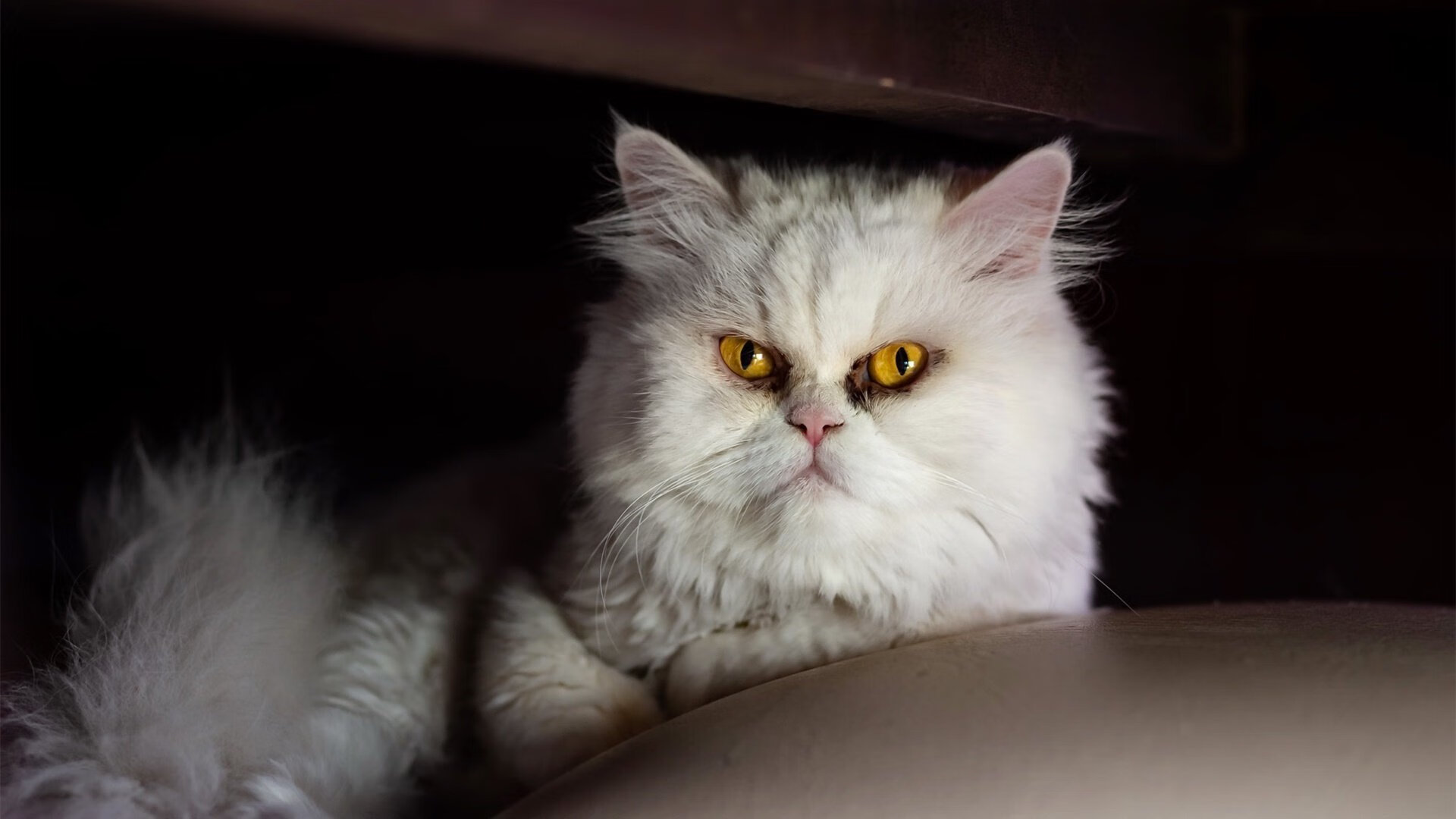 中国女足迎战世界杯预选赛 跌宕剧情引热议，中国女足世预赛战绩