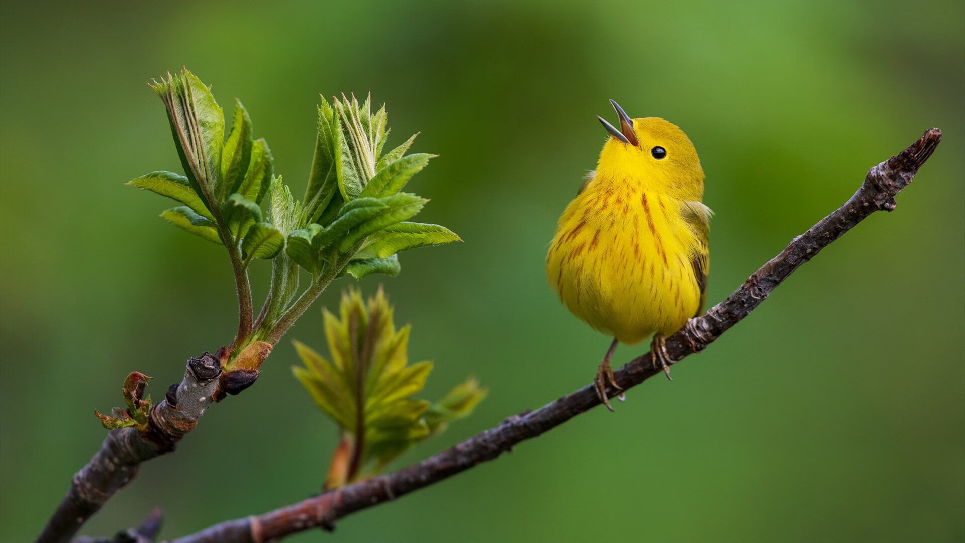 加拿大队赛制透视:团体赛中的人员分配与战术执行,加拿大队首发